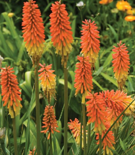 Kniphofia uvaria 'Flamenco'  